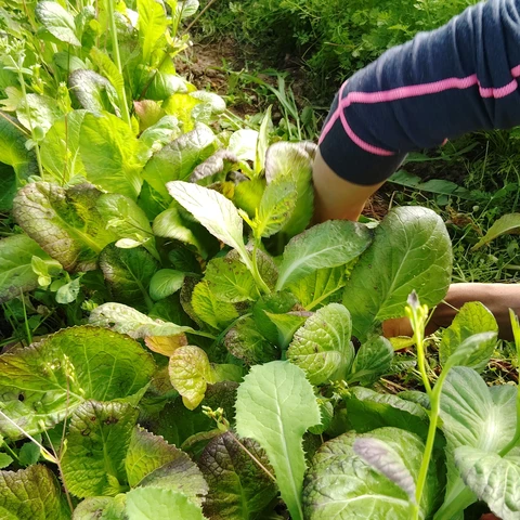 Les jardins de 13 vents