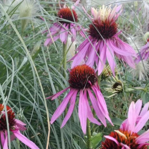 PEPINIERE DE FLEUR EN FLEUR