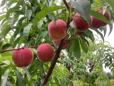 LES VERGERS DE SAUVAGNAS