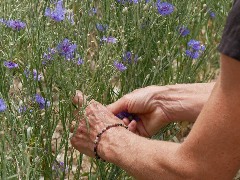 Une agronome paysanne - Graine d'Hirondelle