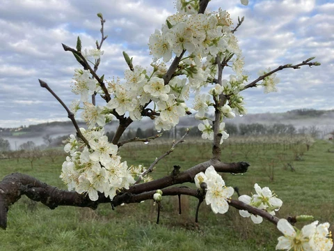 LES VERGERS DE SAUVAGNAS