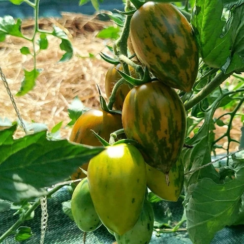 Ferme des Annélides