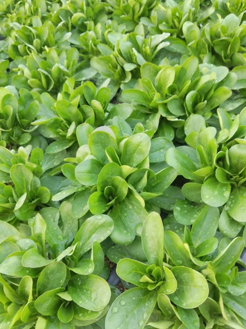 Délicieuses mâches ! - Au Jardin du Bonheur