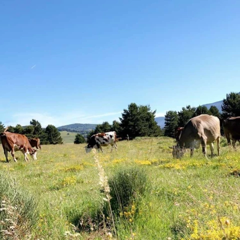Ferme Pérarnaud