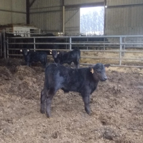 LA FERME DE  L'ETOILE NOIRE