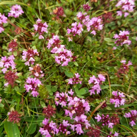 L'Harmonie des Simples