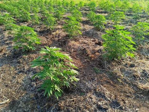 Biscanna 40