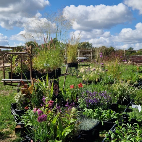 PEPINIERE DE FLEUR EN FLEUR