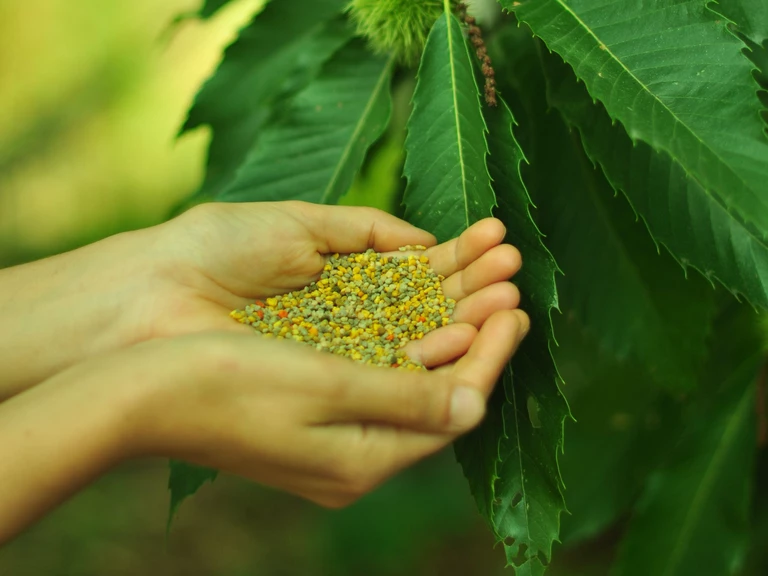 Le pollen et la propolis - Miellerie - Distillerie Dandelion
