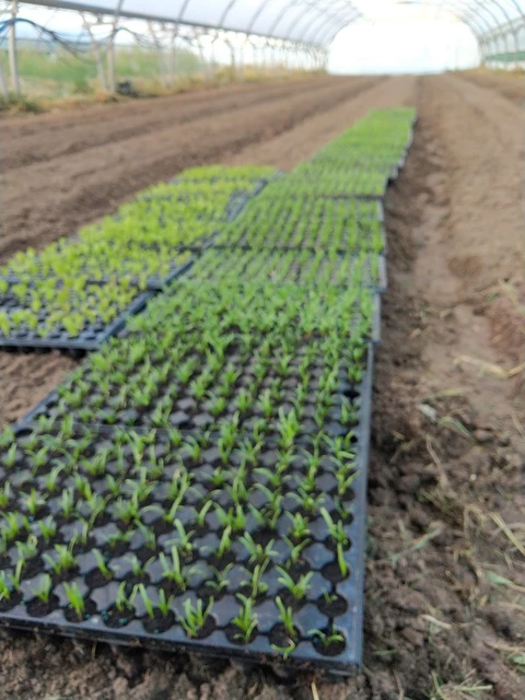 Semis d'épinards avant leur plantation - Au Jardin du Bonheur