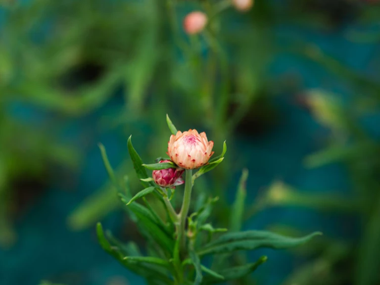 Agriculture biologique - Ferme florale de la Galagère