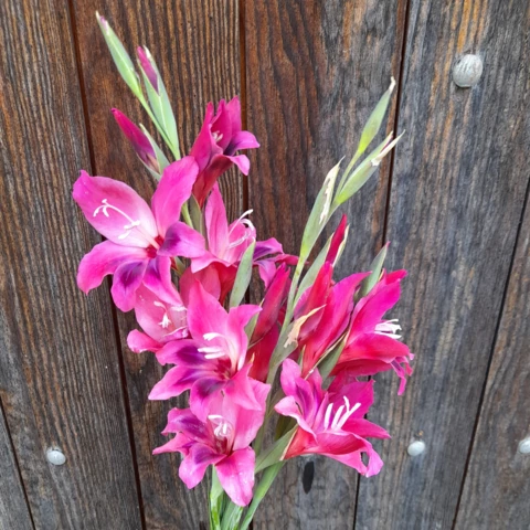 Ferme florale du Salabert