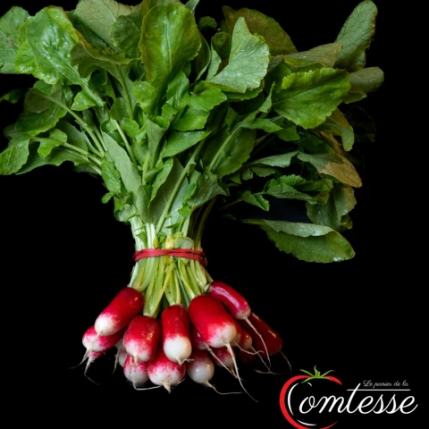 EARL LA COMTESSE