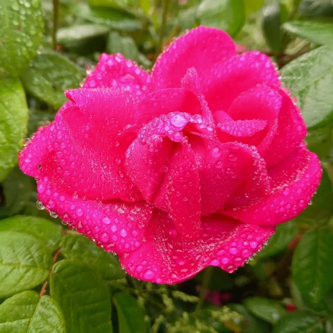 L'Harmonie des Simples