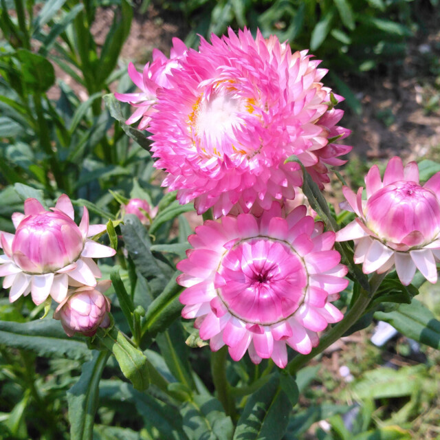 Galerie - Les Jardins d'Aubenas
