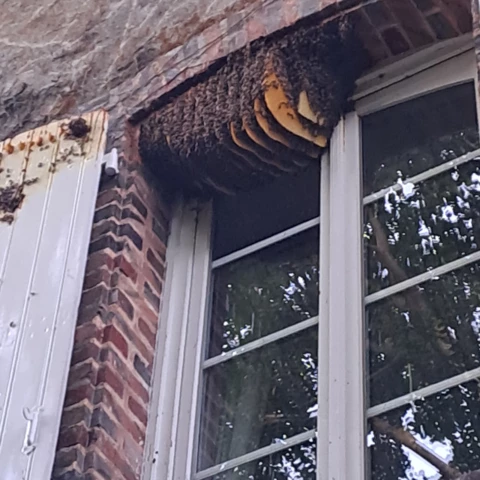 vivre avec l'abeille