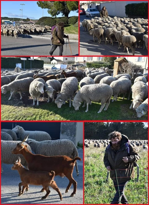 GAEC l'agneau du gardon