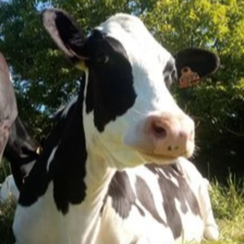 LA FERME DU COUEDIC