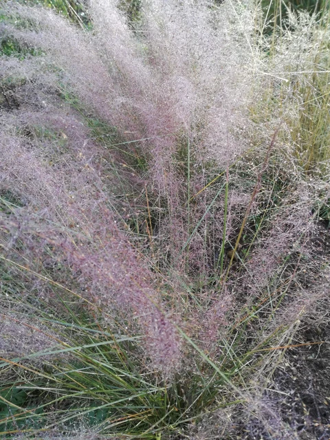 PEPINIERE DE FLEUR EN FLEUR