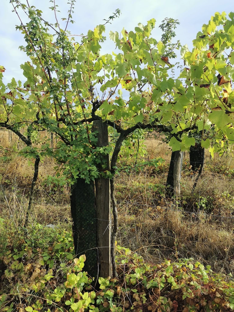 Des arbres au cœur des parcelles - La Ferme de Romane, EARL de Plaisance