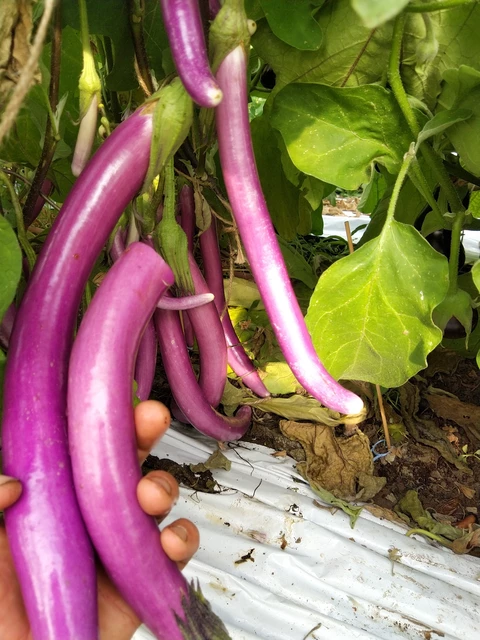 L'aubergine japonaise, l'essayer c'est l'adopter ! - Au Jardin du Bonheur
