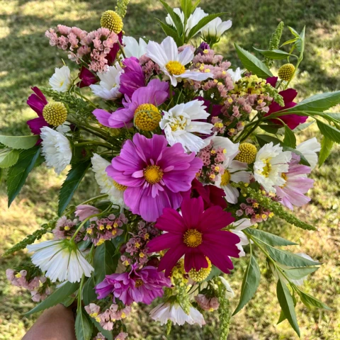 Ferme florale de la Galagère