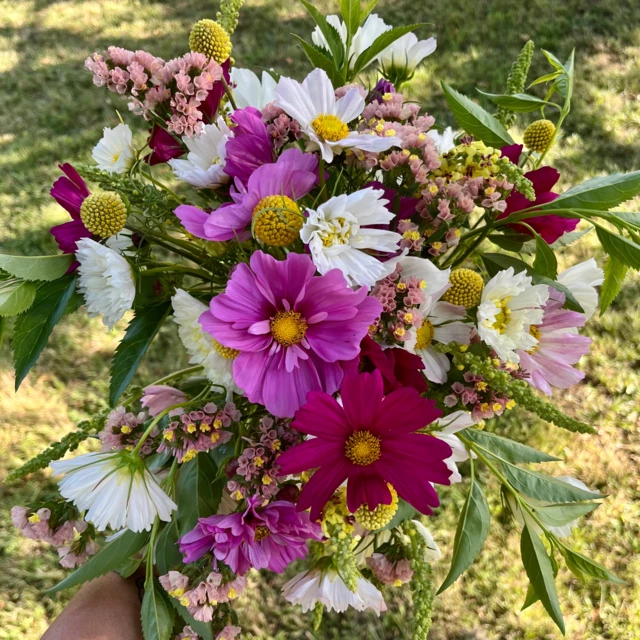 Galerie - Ferme florale de la Galagère