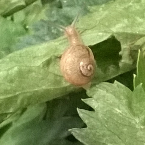 Les escargots de Montvendre