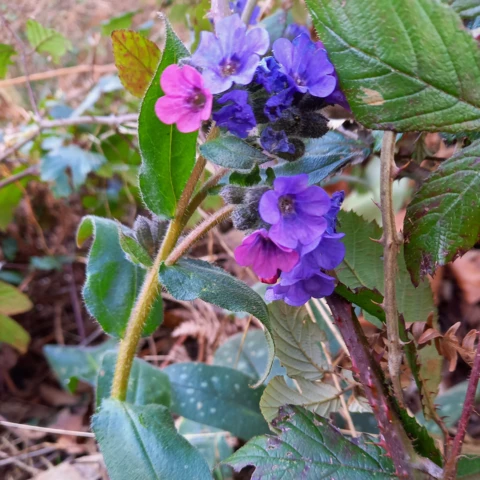 L'Harmonie des Simples