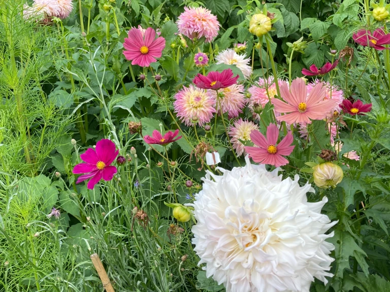 Venez les choisir, ou faites-les venir à vous - Les Floristes