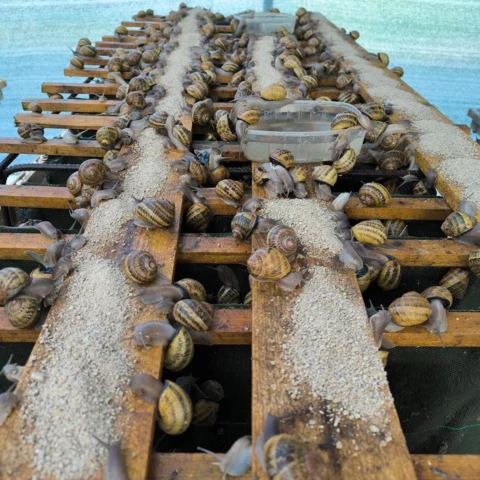 Les Cagouilles de Cornou