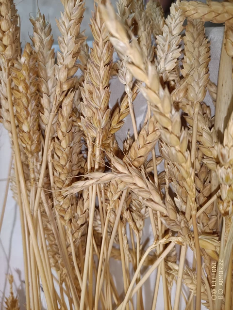 les différents épis de blé - MOULIN TRACOL