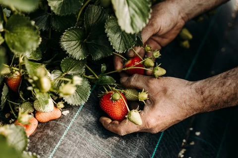 Mes fraises, qu'est-ce qu'elles sont bonnes ! - Au Jardin du Bonheur