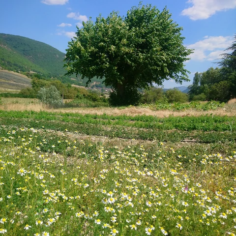 Graine d'Hirondelle
