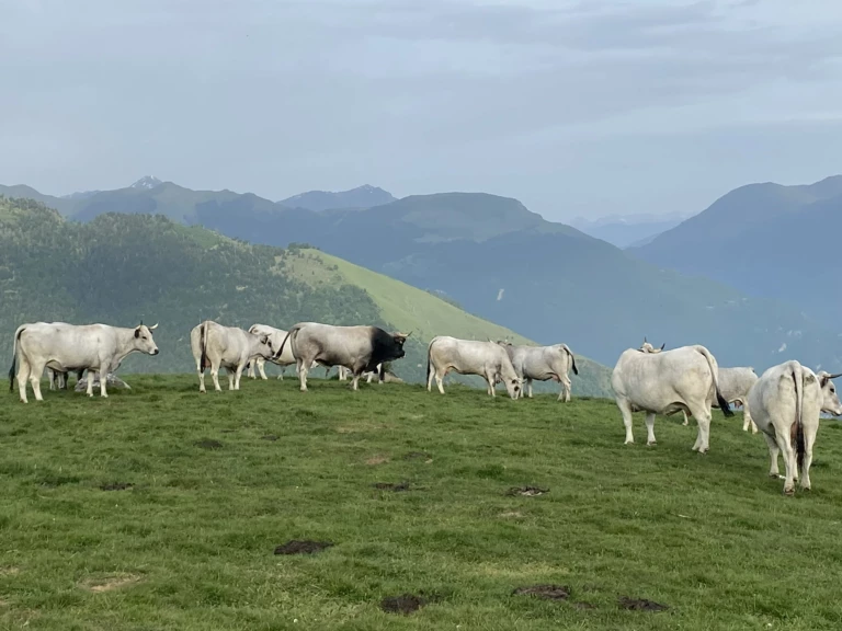 Nos Vaches Gasconnes des Pyrénées - Carnailles