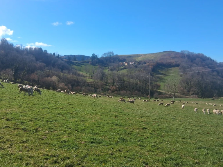 8. Une ferme qui continue d'évoluer - LA BERGERIE DU FREYCHE