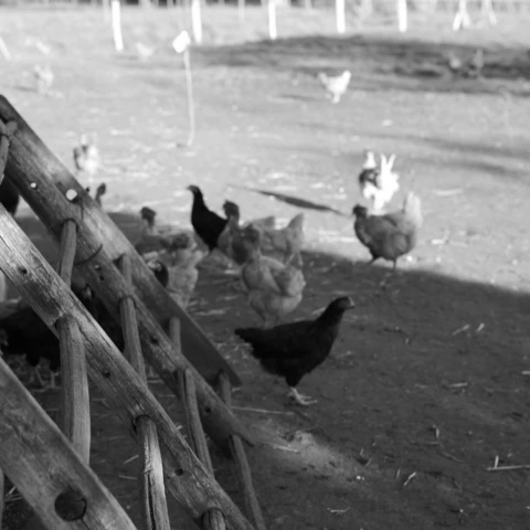 FERME DE LA BROSSE