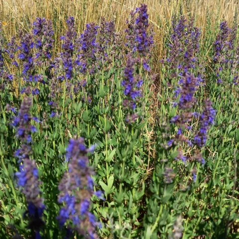 L'Harmonie des Simples