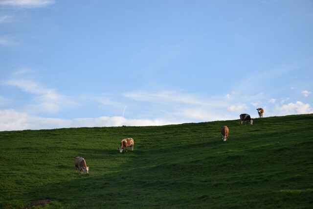 Galerie - La ferme de l'Oze