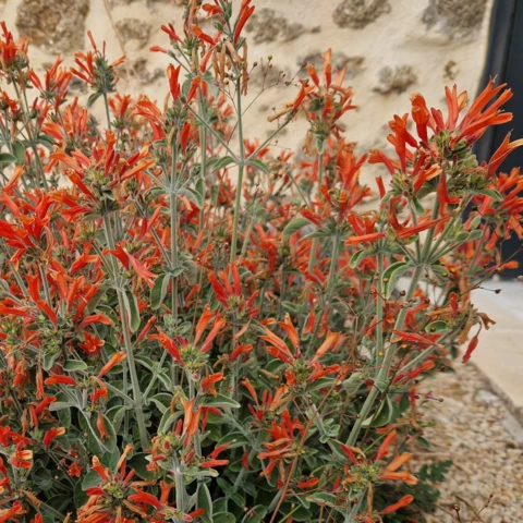 PEPINIERE DE FLEUR EN FLEUR