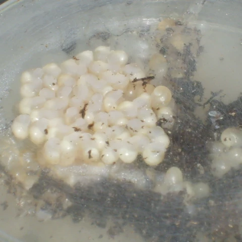 Les escargots de Montvendre