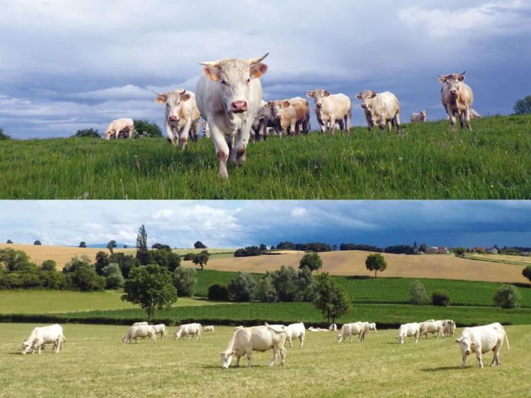Les vaches charolaises - Ferme Farjaud