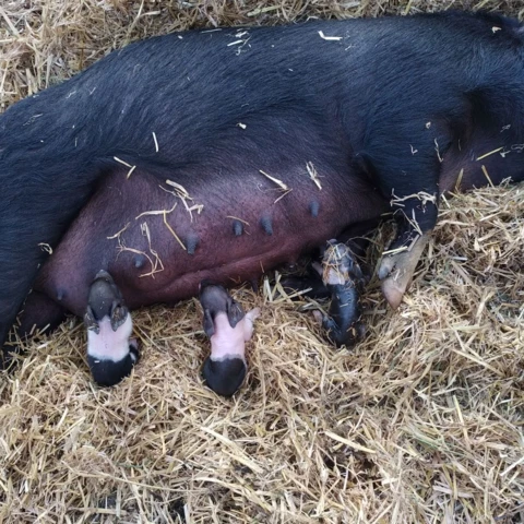LA FERME DE  L'ETOILE NOIRE