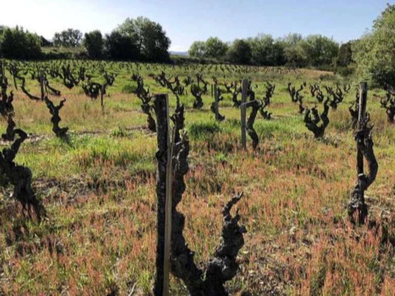 Les vignes - Domaine Eole
