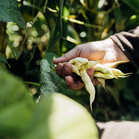 Les Délices de Nanou