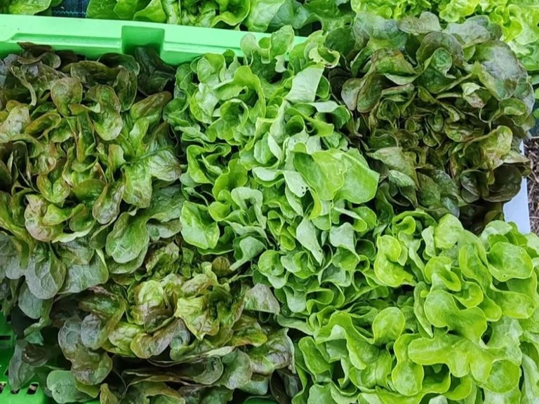 Vente du Lundi et Samedi - Aux Jardins des Jeunes Pousses