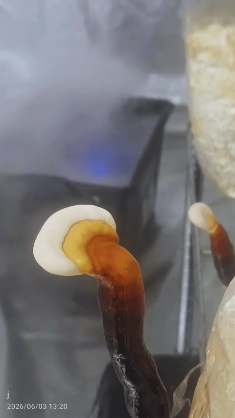 La Grotte aux Champignons