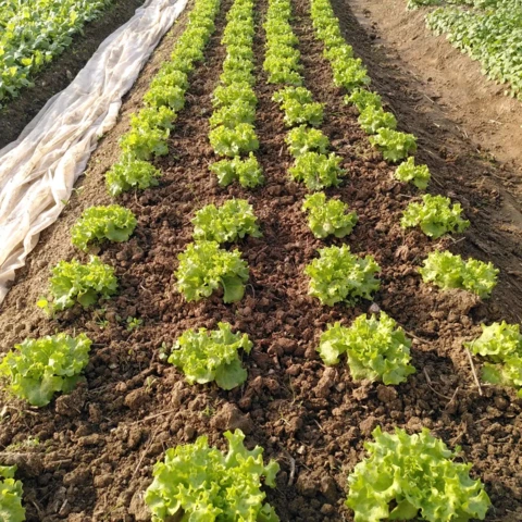 La Ferme des Tilleuls