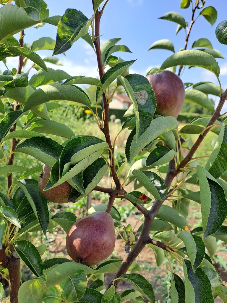 🍏 Végétaux nourriciers : l'autonomie commence au jardin - ARBO&SENS