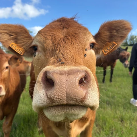 La Ferme De La Bauberie